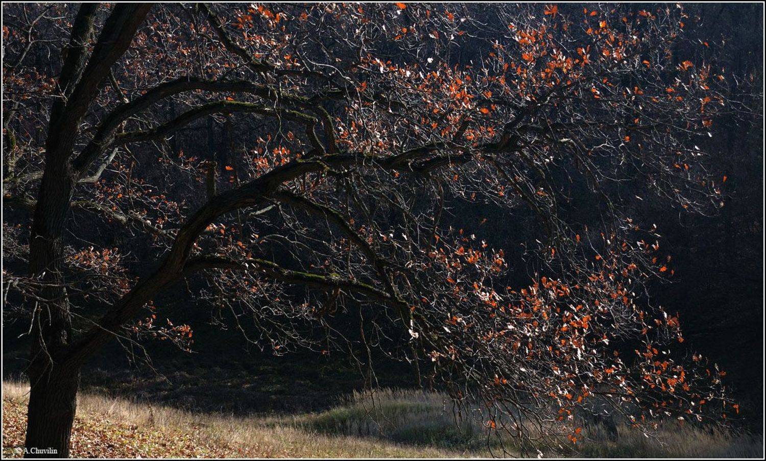 октябрь,дуб,осень,настроение, Александр Чувилин