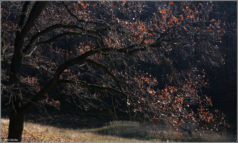 октябрь,дуб,осень,настроение Октябрь под настроениеphoto preview