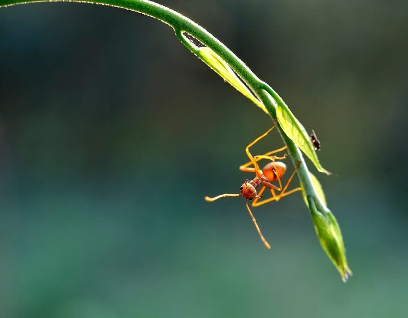 Лаос, Муравей ткач ***photo preview