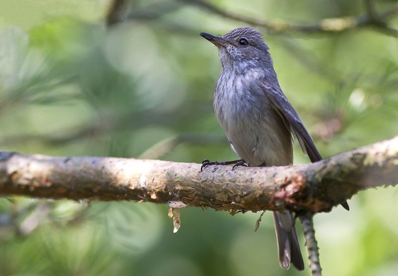 Мухоловка, Серая мухоловка *photo preview