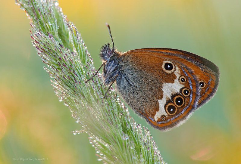 Сенница Арканияphoto preview