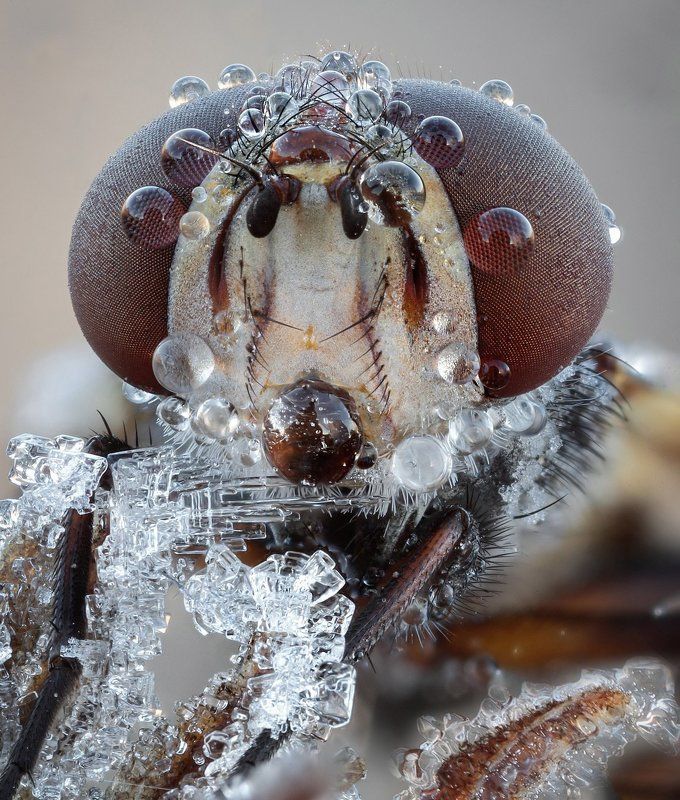 Новогодний портретphoto preview