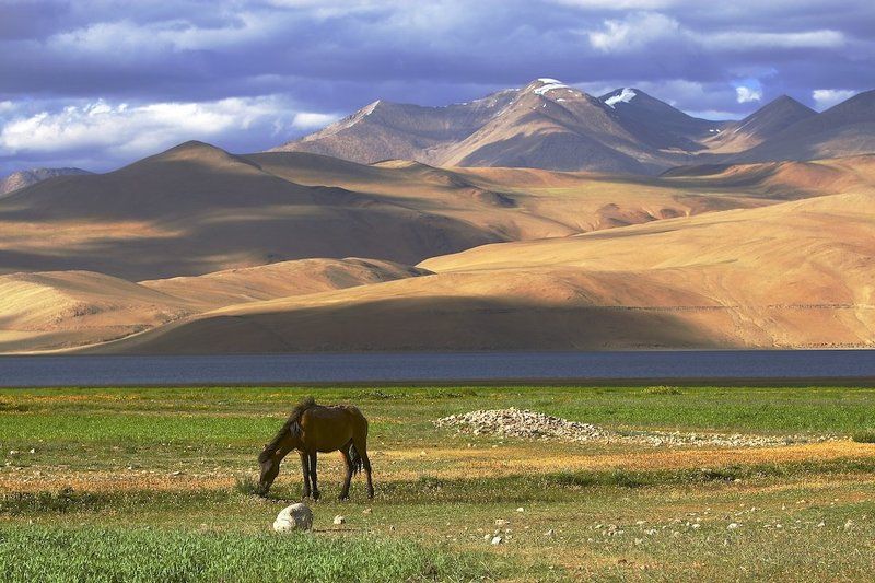 Берега, Гималаи, Горы, Лошадь photo preview