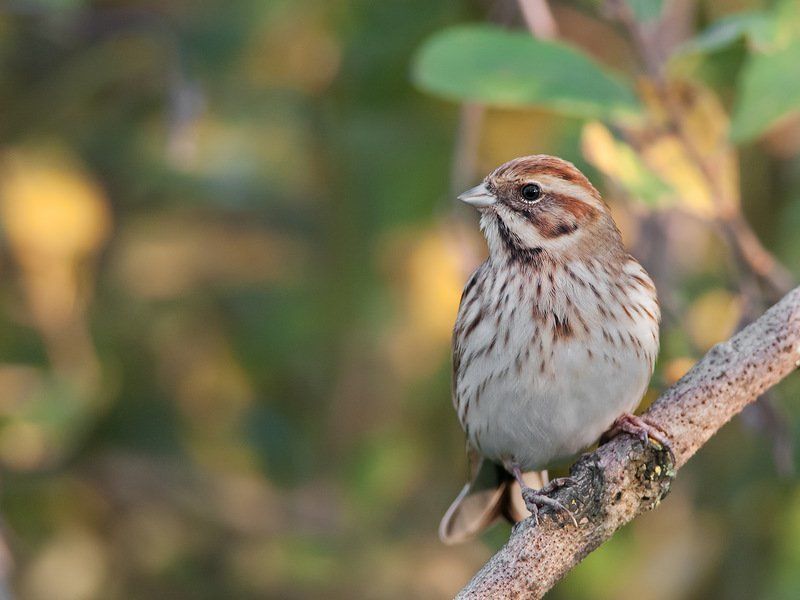 Милашкаphoto preview