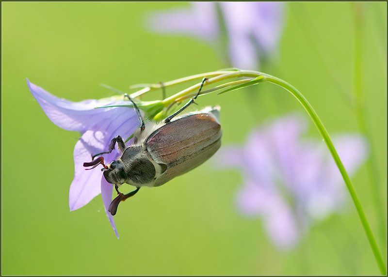 Про жука и колокольчик.photo preview