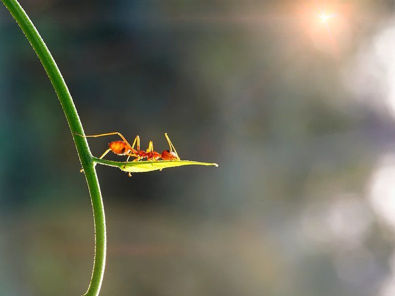 Лаос, Муравей ткач ***photo preview