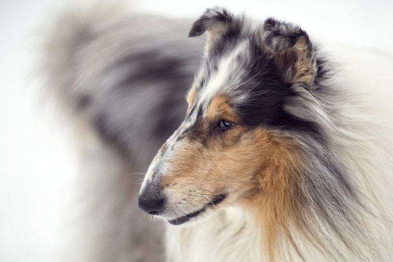 Боги не засчитывают время жизни, проведенное на прогулке с собакой.photo preview