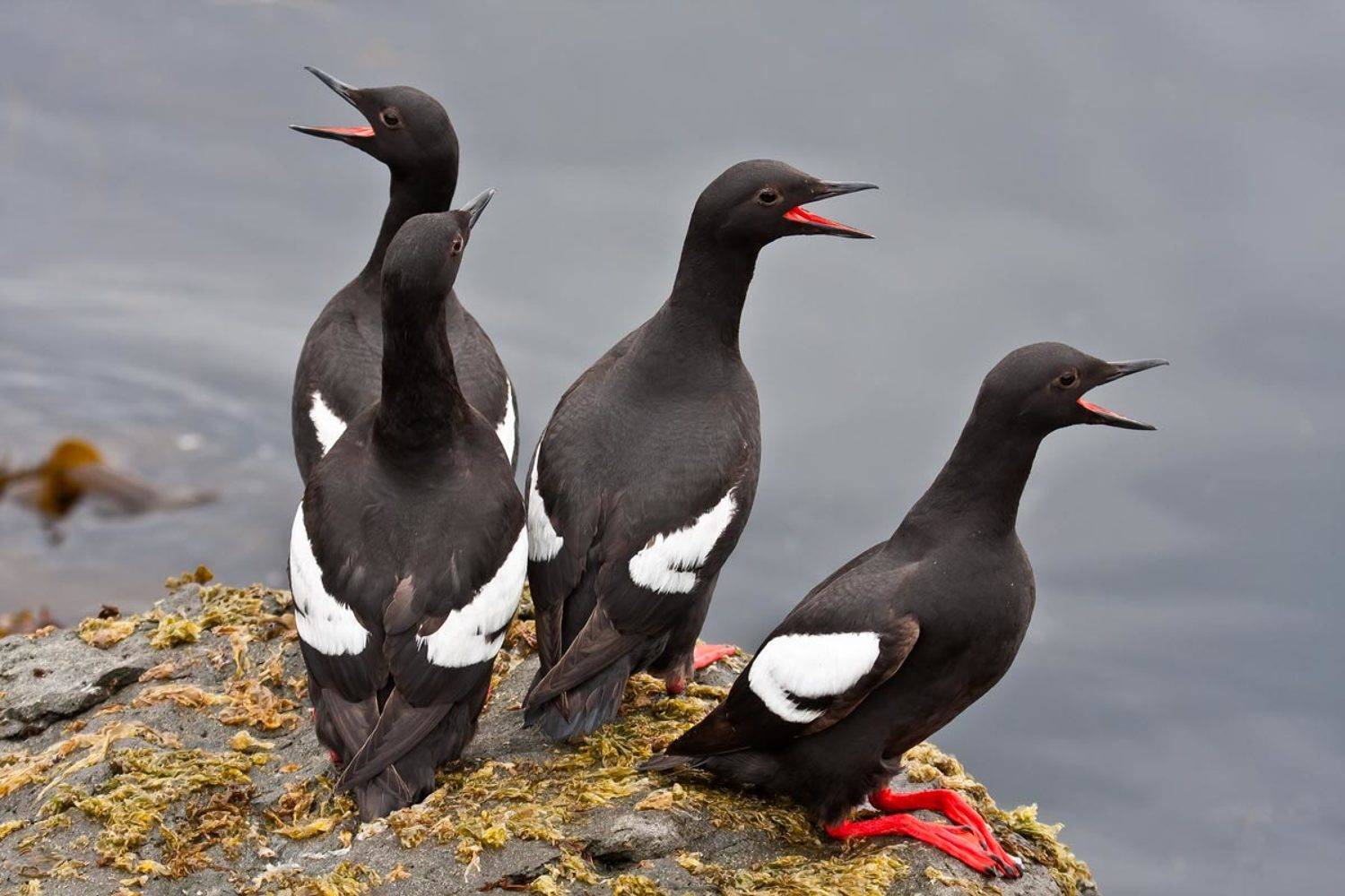 Хоровое пение. Автор: Дмитрий Уткин чистики, птицы, остров топорков, Дмитрий Уткин