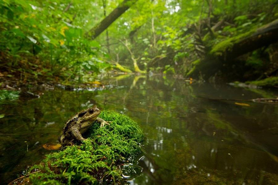Король ручья. Автор: Илья Гомыранов , Илья Гомыранов