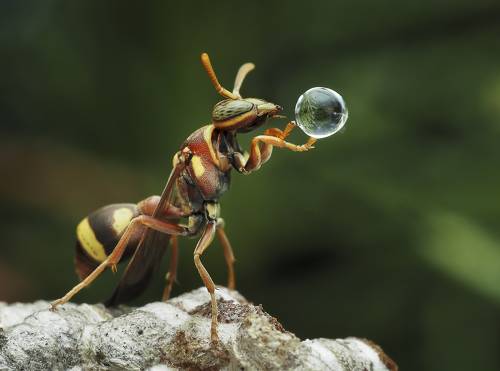 Wasp Blowing Water Bubble