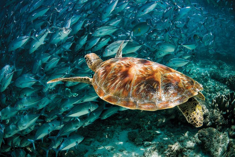 фото превью