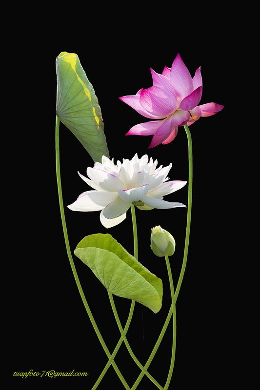 #sellingphoto.#macro.#flowers in ice #lotus Lotusphoto preview