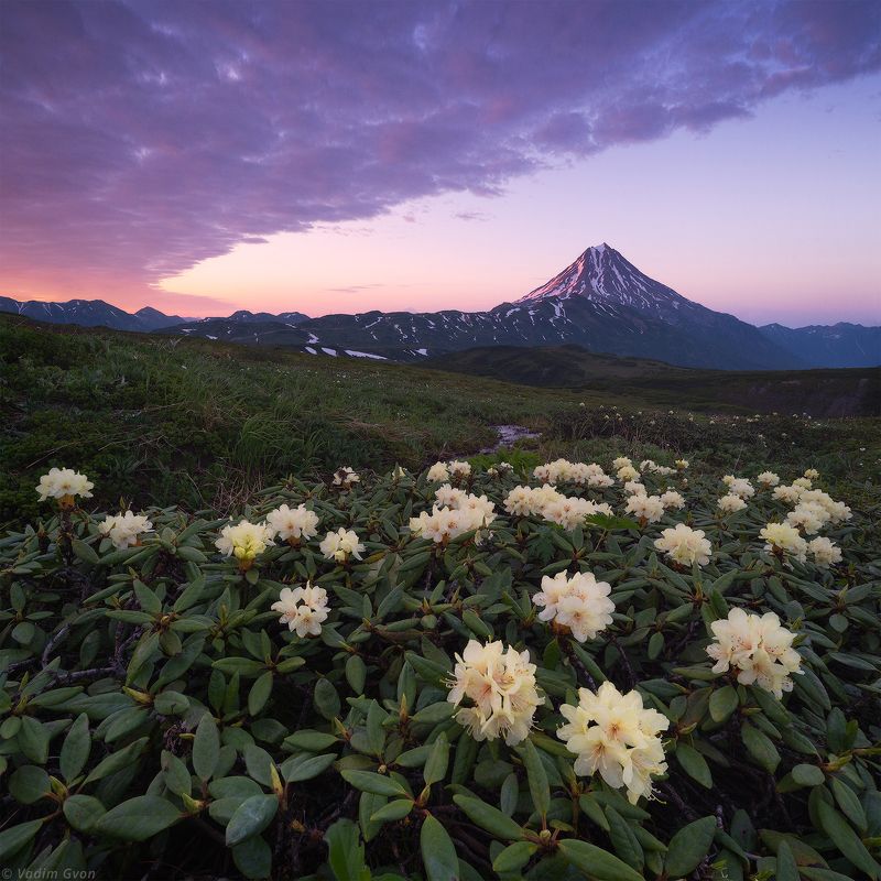 камчатка, kamchatka, вилючинский, рододендроны Рододендроны у подножия вулкана Вилючинскийphoto preview