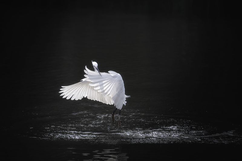цапля, танец, птицы, животные, birds, animals, wildlife, heron, Одинокий танцорphoto preview