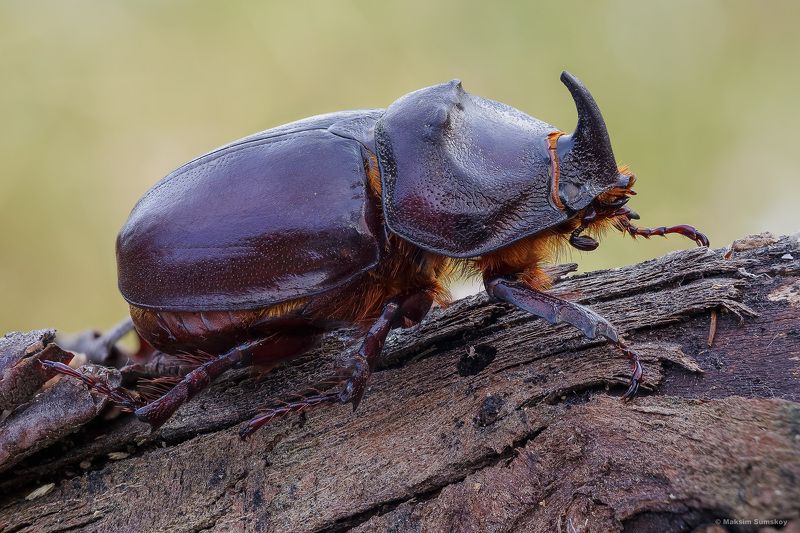 Жук-носорогphoto preview