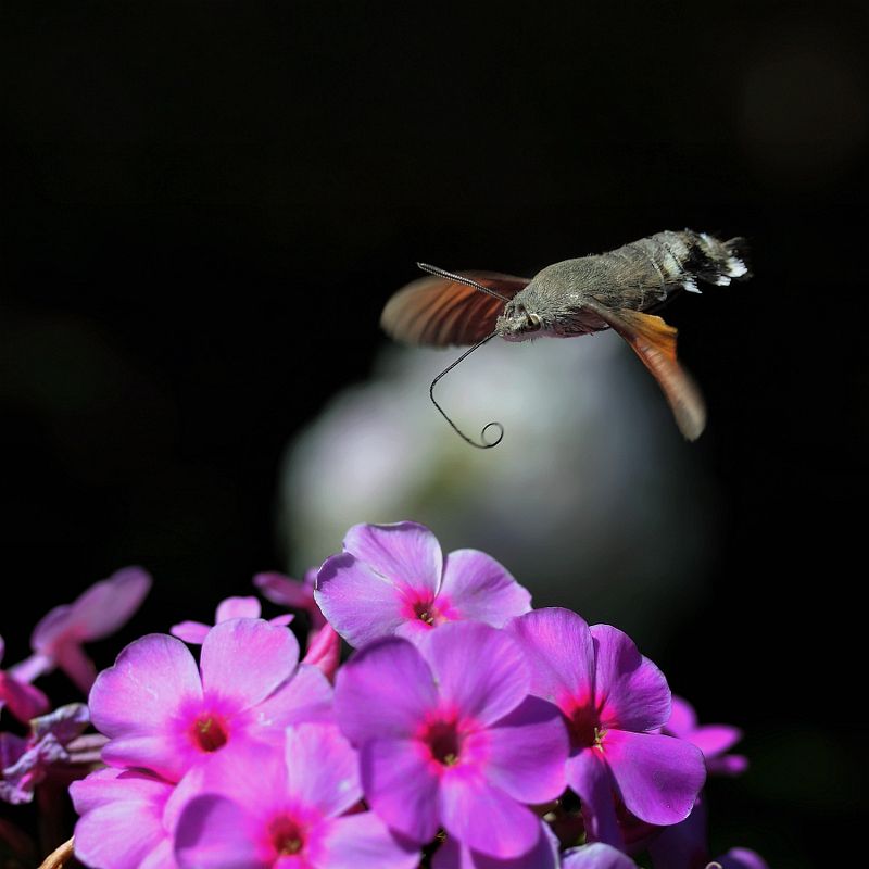 языкан обыкновенный Полет бражникаphoto preview