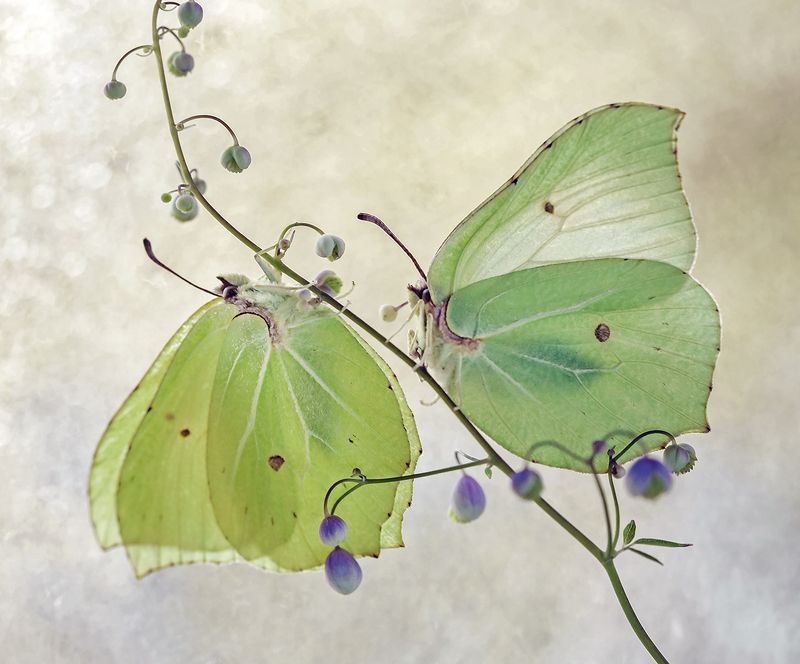 }o{ {o}photo preview