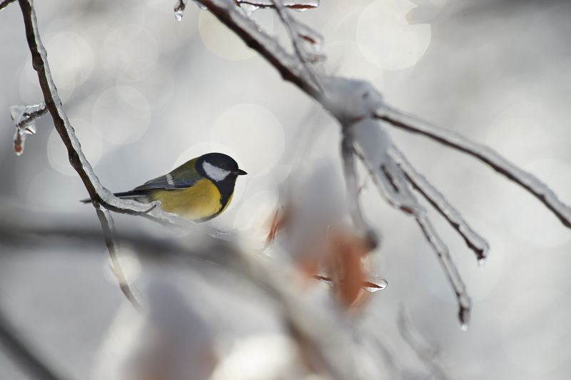 nature, wildlife, birds ***photo preview