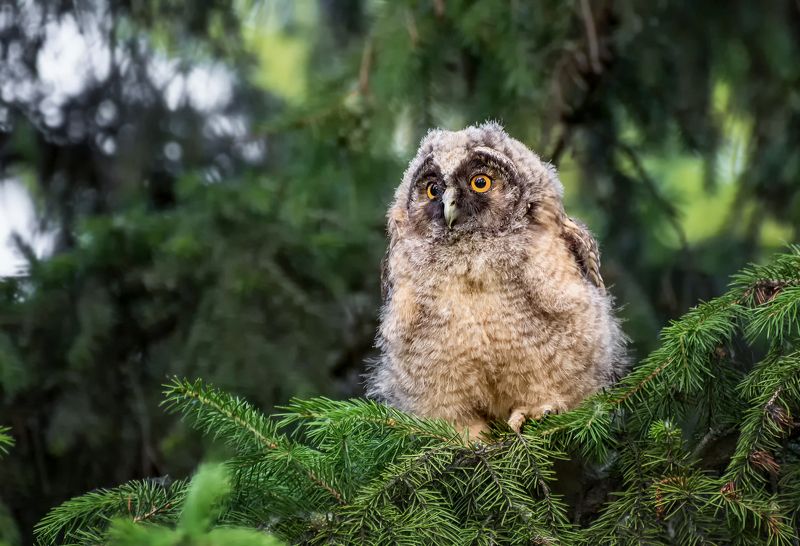 птица, совёнок, слёток, совёнок ушастой совы фото превью