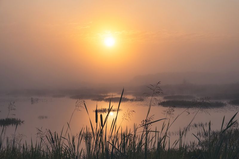 Купалось солнце в молоке...photo preview