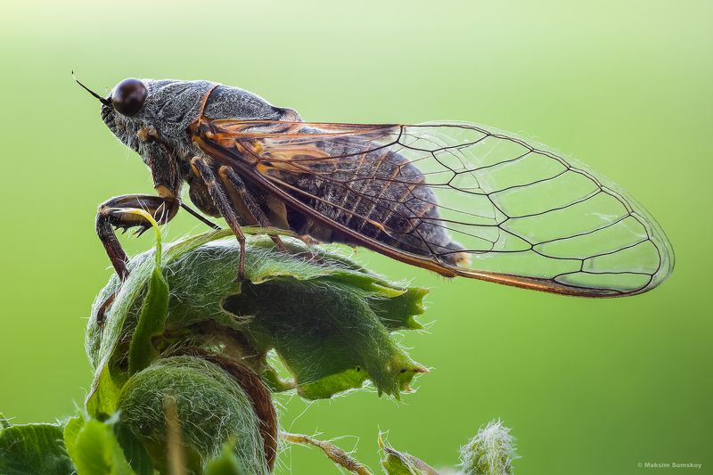 Цикадаphoto preview