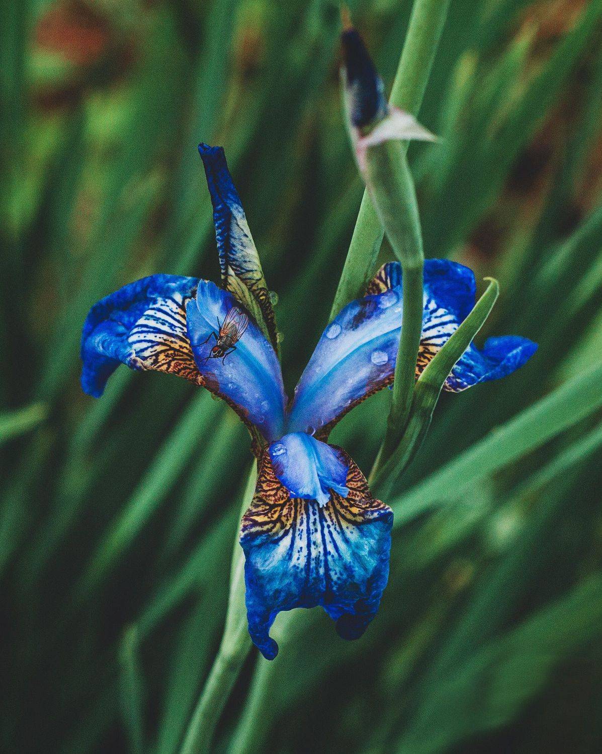 Муха-Цокотуха. Автор: Алинция Савельева алинциясавельева, Алинция Савельева