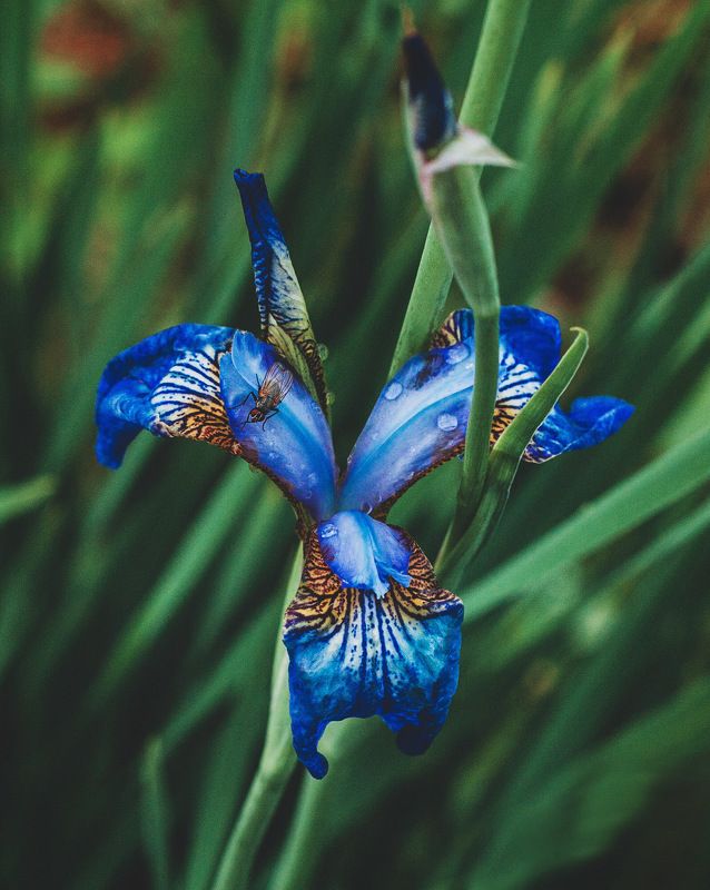 алинциясавельева Муха-Цокотуха фото превью