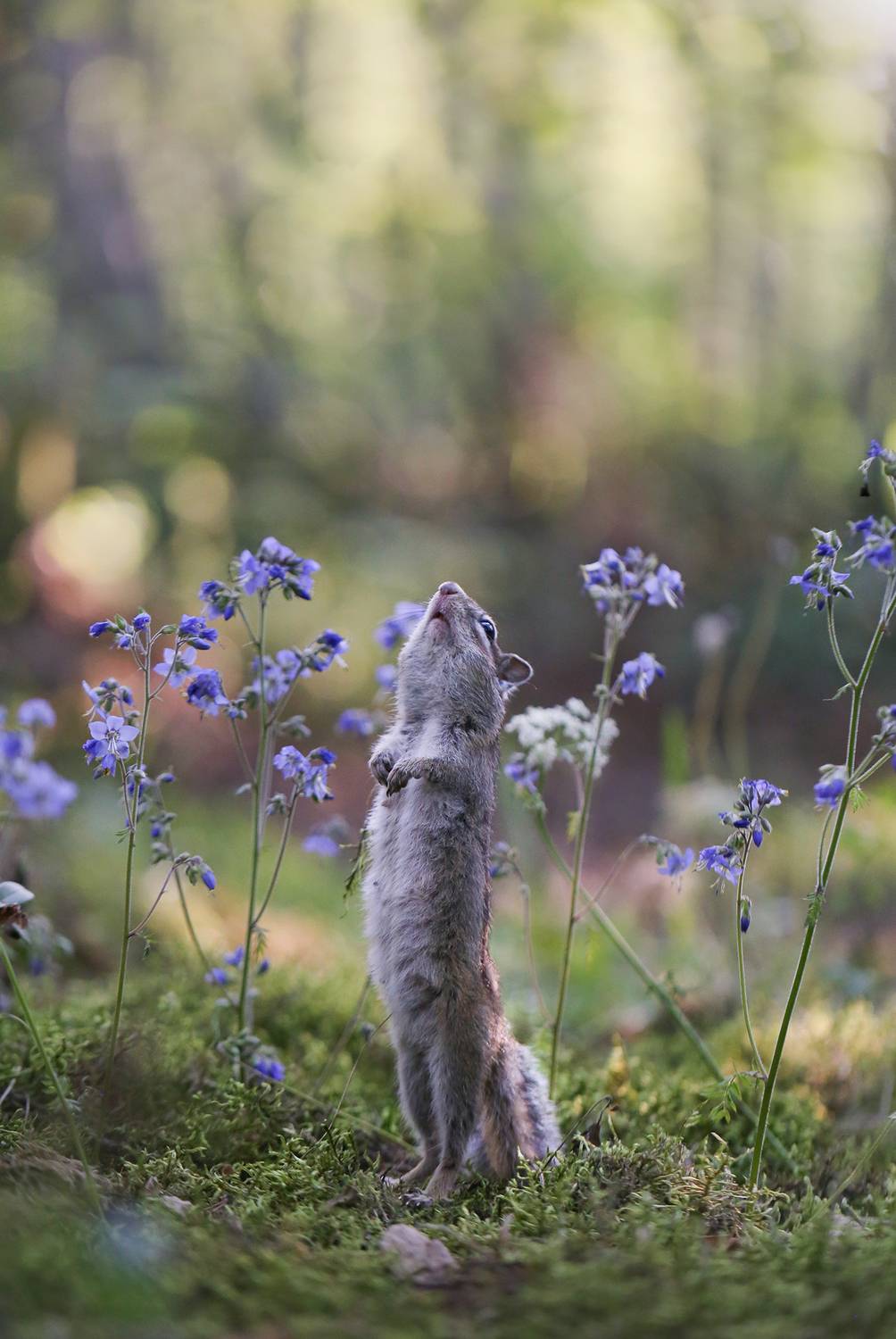 нерюнгри, бурундук, якутия, дикие_животные, синюха_голубая, женялевина, евгениялевина, Евгения Левина