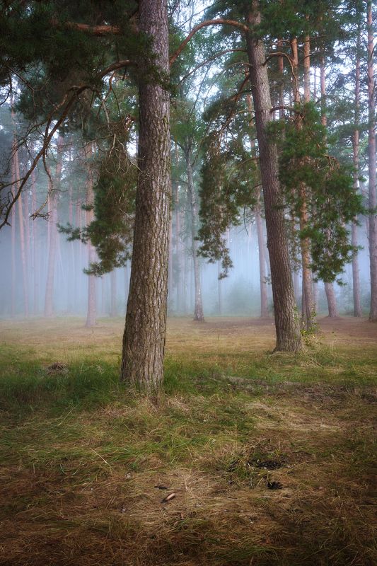 Разговор двух сосенphoto preview