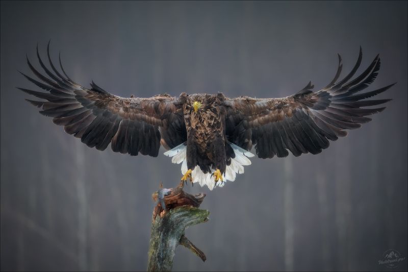 орлан, орлан-белохвост, беларусь, haliaeetus albicilla, white-tailed eagle,montana, красный бор, фототур в красный бор MONTANAphoto preview