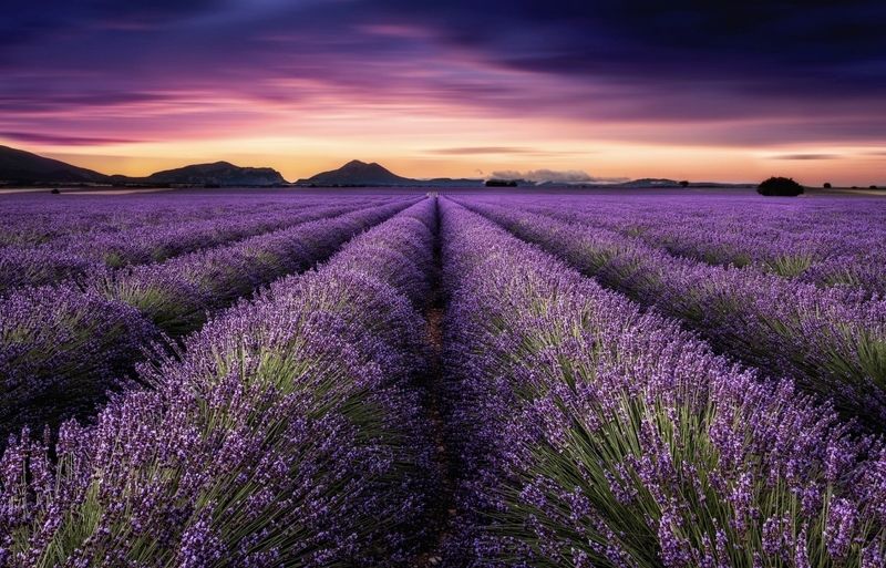 Лавандаphoto preview