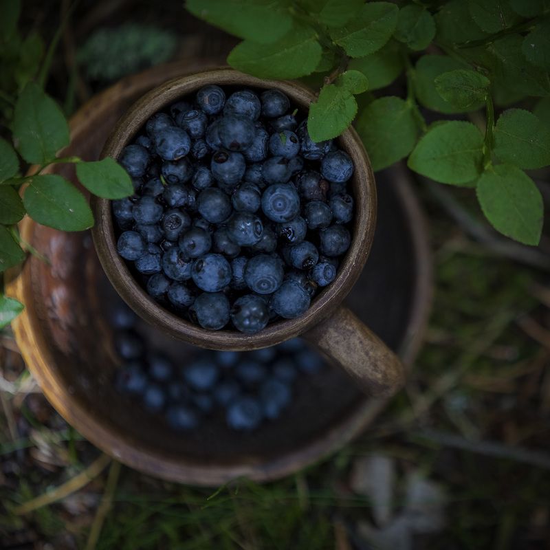 натюрморт, черника, лес, ягоды, лето дары лесаphoto preview