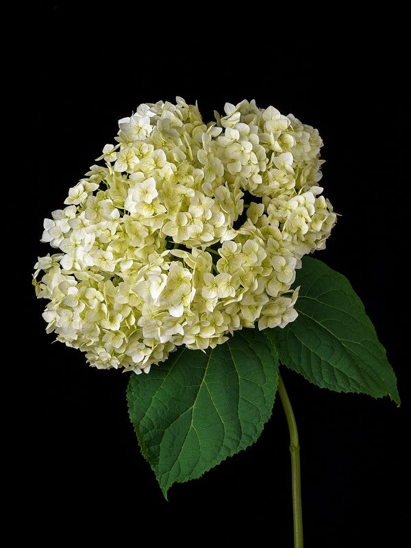 цветы, цветок, флора, природа, гортензия, лепестки, цвет, черный, белый Гортензияphoto preview