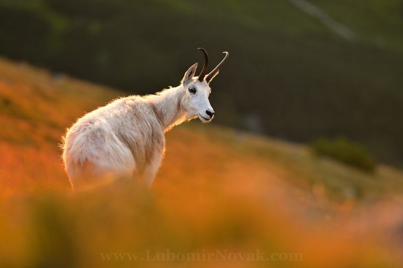 wildlife, chamois , nature, slovakia, White ladyphoto preview