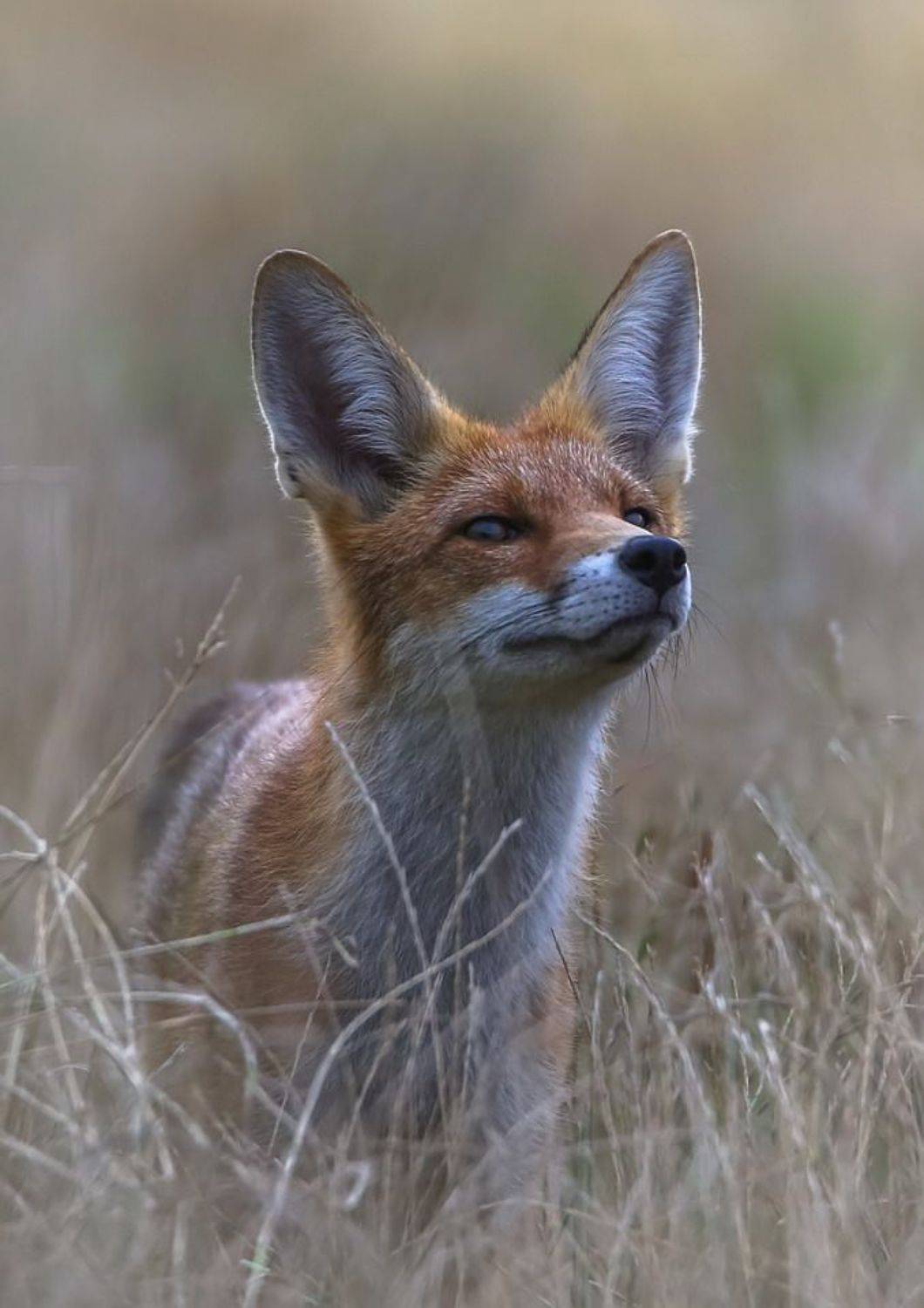 Плутовка. Автор: Вячеслав Мищенко , Вячеслав Мищенко