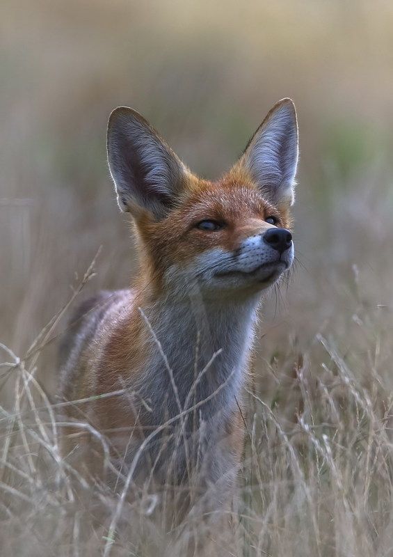 Плутовкаphoto preview