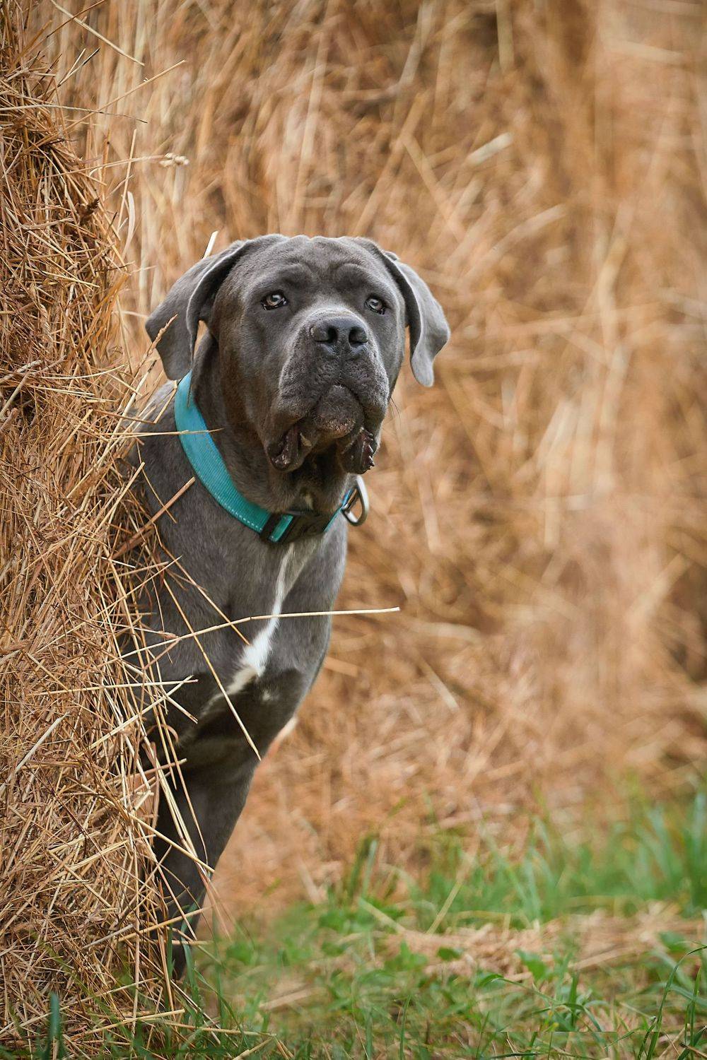 , Оксана Сироштан