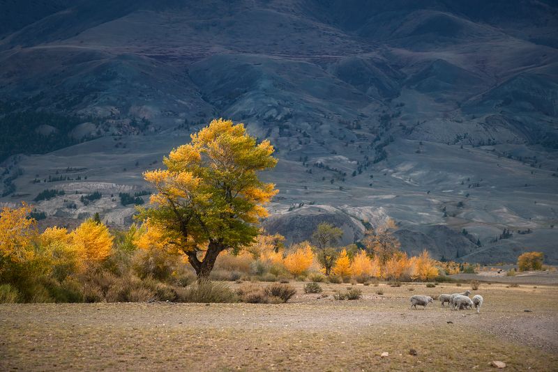 пейзаж, природа, горы, осень, желтая, золотая, дерево, бараны, пасуться, алтай, сибирь,  В горах запахло осеньюphoto preview