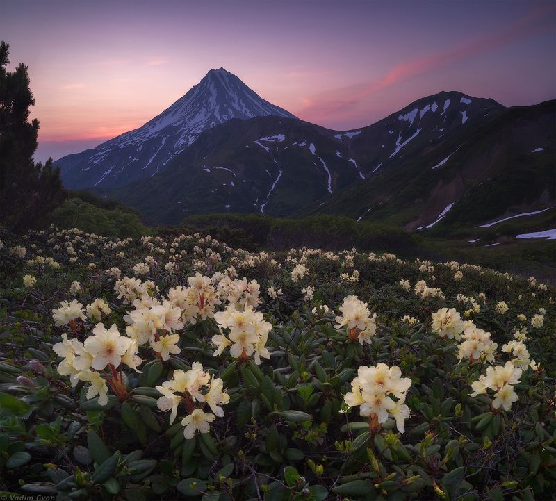 камчатка, kamchatka, вилючинский, рододендроны Рассвет на перевале Вилючинскийphoto preview