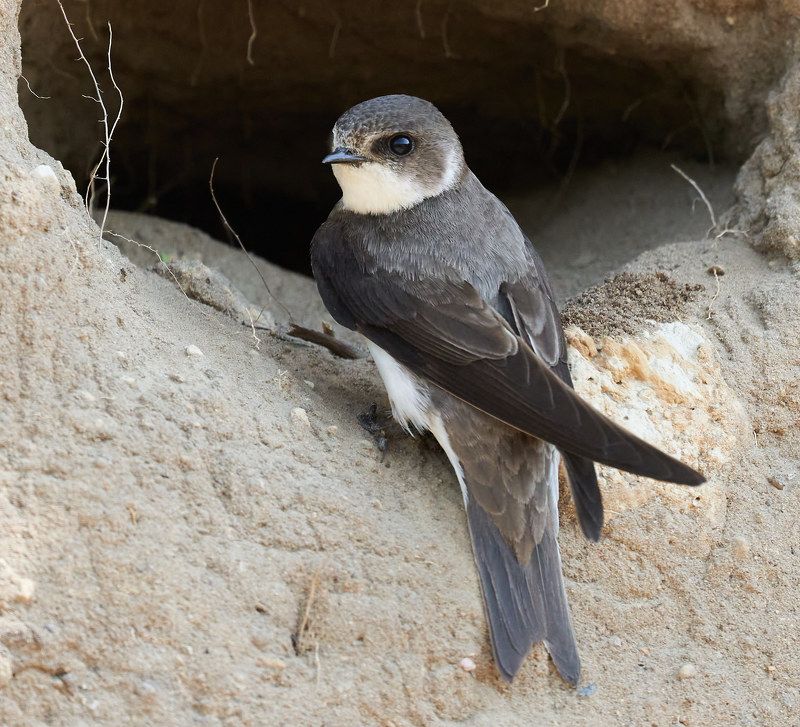 ласточка Ласточка-береговушкаphoto preview