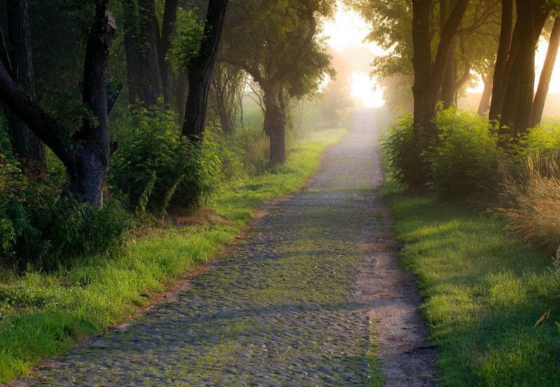 road among trees....photo preview