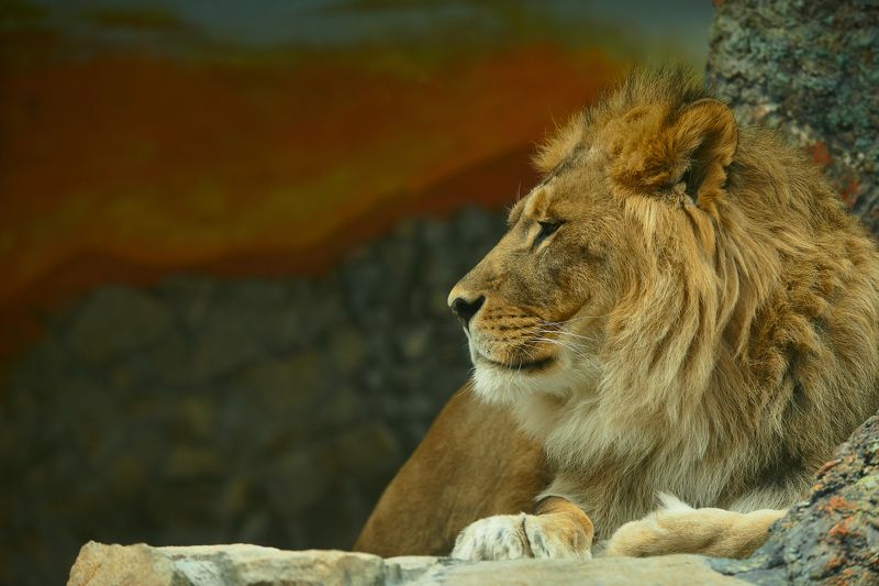 Лев Царь зверей. фото превью