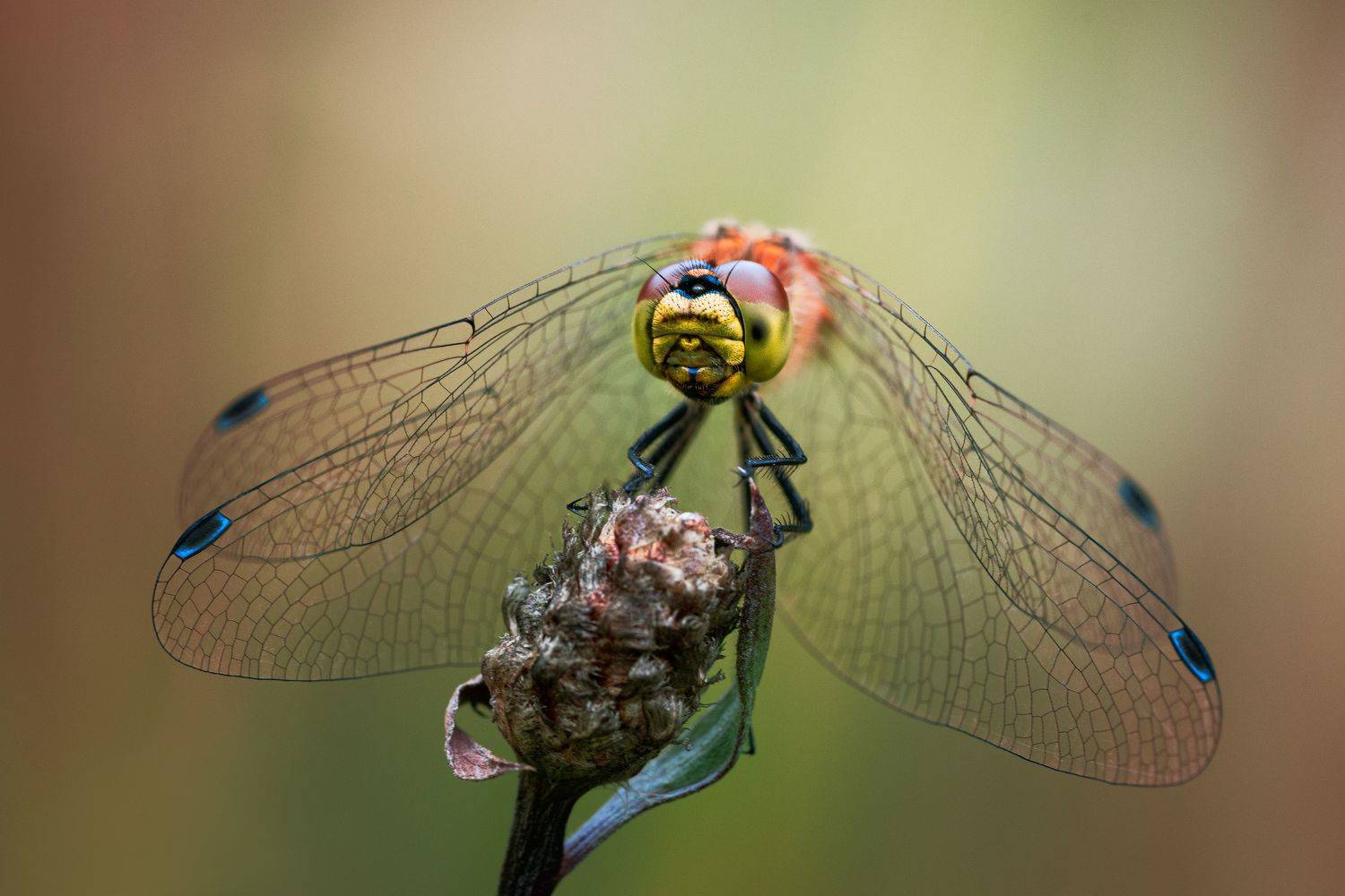 , Татьяна Гореславец