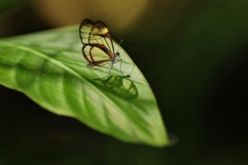 denis moura, mogi das cruzes, brasil Borboletaphoto preview