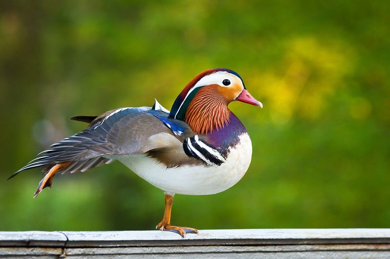 Mandarin duckphoto preview