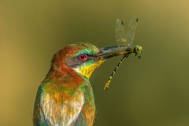 European bee-eater (Merops apiaster)...photo preview