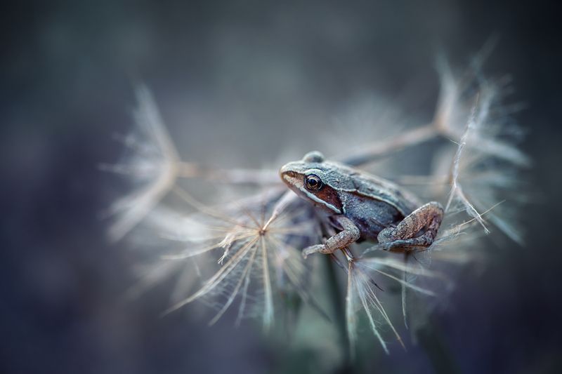 Ожидание фото превью