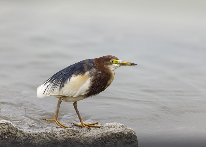 birds, animals, wildlife, chinese pond heron, птицы, белокрылая цапля, Очаровашкаphoto preview