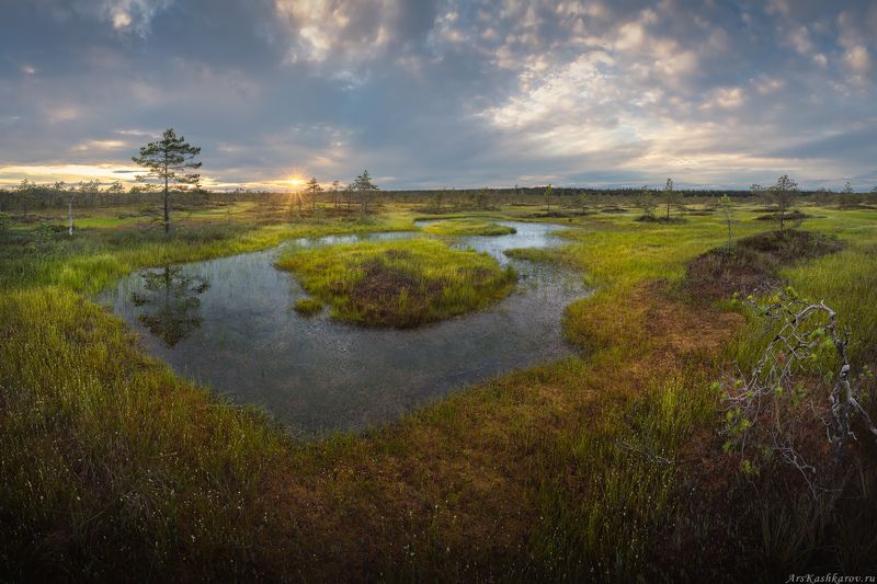 болото, ленобласть, фототур, ленинградская область, болотные топи, лето, сосны \