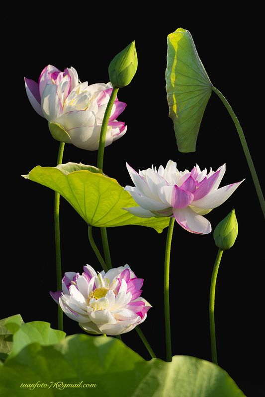 #sellingphoto.#lotus #flower Lotusphoto preview